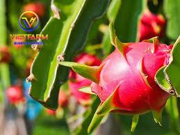 DRAGON fruit DRAGON fruit