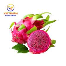 DRAGON fruit DRAGON fruit